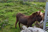 Esel auf Inishmore
