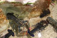 Markthalle in Le Havre