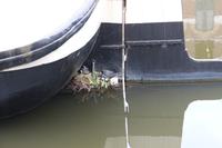 Spaziergang durch Delfshaven - Rotterdam