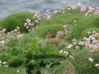 Kreuzfahrt mit AIDAsol Skandinavien – Orkney Inseln