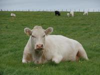 Kreuzfahrt mit AIDAsol Skandinavien – Orkney Inseln