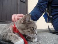 Kreuzfahrt mit AIDAsol Skandinavien – Island, Isafjördur, Westfjorde