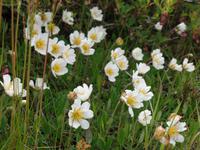 Kreuzfahrt mit AIDAsol Skandinavien – Nationalblume Islands