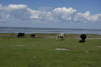 Öland_Südkap (1)