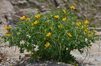 034 Insel Pag, Wüstenblume