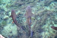 136 NP Plitvicer Seen