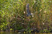 341 Neretvadelta, Bootsfahrt Villa Neratva, Graureiher