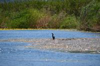 346 Neretvadelta, Bootsfahrt Villa Neratva, Komoran