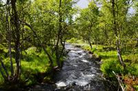 082 Femundsmarka Nationalpark