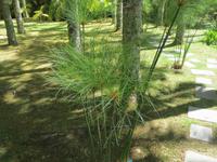 IMG_2281_Park Terra Nostra