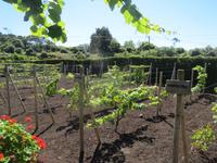 IMG_2383_Biscoitos, Weingut Brum