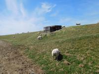 Auf dem Weg nach Stavoren – Schafe