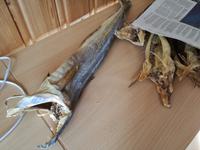 Der Kabeljau getrocknet im Wind