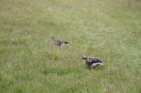 Thingvellir Nationalpark - Spalte zw. eurasischen und nordamerikanischen Erdplatten