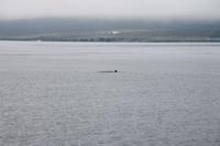 Whale Watching Tour