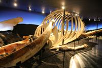 Walmuseum von Husavik 