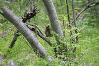 Schlucht von Asbyrgi