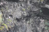 Fotostopp an den Felsnadelfelsen von Vik-i-Myrdal