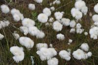 Spaziergang durch Tasiilaq