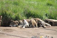 Wanderung durchs Blumental von Tasiilaq