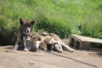 Wanderung durchs Blumental von Tasiilaq