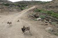 Wanderung durchs Blumental von Tasiilaq