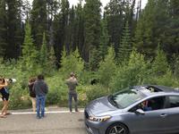 Ein Schwarzbaer mit Zuschauer