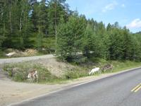 Rentiere