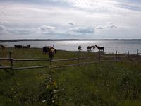 Kuhbüffelart welche auf der Insel Saaremaa gehalten werden