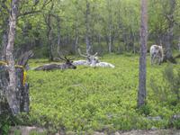 Auch Rentiere brauchen Pause