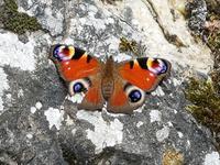 Single-Wanderreise in Nordspanien mit San Sebastian – Picos de Europa – Jakobsweg – Santiago de Compostela – Atlantikküste – Porto (202)