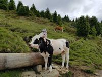 Wandern in Südtirol (Italien) – Dolomiten Wanderreise in Sterzing Astjoch – Sellajoch – Seiser Alm – Gemeinschaftsalm Fane – Burkhardtsklamm – Ratschinger Almenweg – Tatschsp (13)