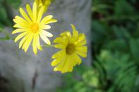 Schottland Island 2017