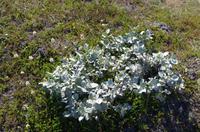 Schottland Island 2017