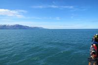 Schottland Island 2017