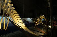 Schottland Island 2017