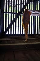 Schottland Island 2017