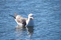 Schottland Island 2017