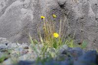 Schottland Island 2017