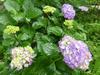 Blütenpracht - Hortensien