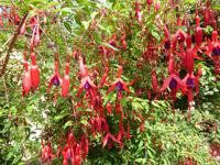 Blütenpracht - Fuchsien