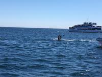 und bald ist er weg unser Buckelwal