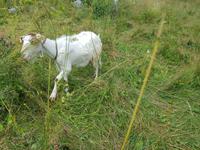 Bulgarien, Ziege beim Rilakloster