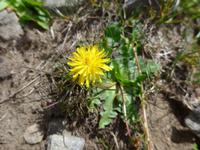 Bulgarien, Wanderung Rila Seen, Löwenzahn