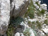 Bulgarien, Pirin, Wanderung zum Vichren, Edelweiss