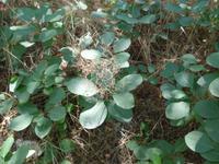 Bulgarien, Wanderung vom Rozenkloster nach Melnik, Perückenstrauch
