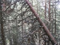 IMG_8774  Zauberwald