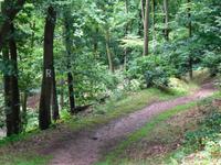 Rennsteig im Thüringer Wald bei Eisenach