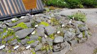 Im Rennsteiggarten Oberhof