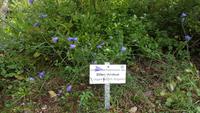 Im Rennsteiggarten Oberhof